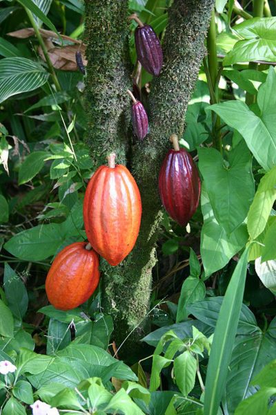 jardim-botanico-rio-de-janeiro-cacau