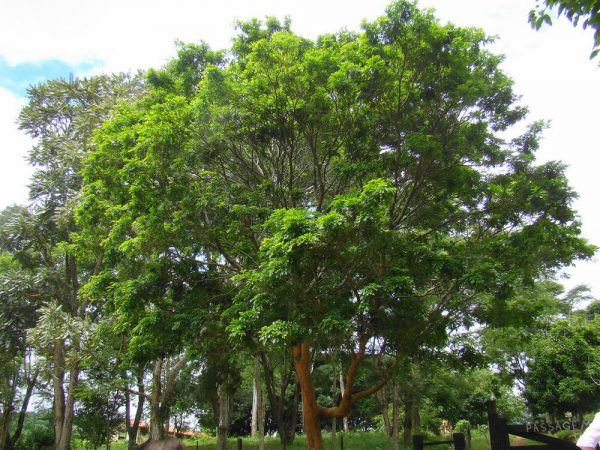 jardim-botanico-rio-de-janeiro-pau-brasil