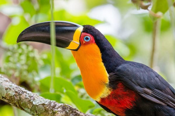 jardim-botanico-rio-de-janeiro-tucano