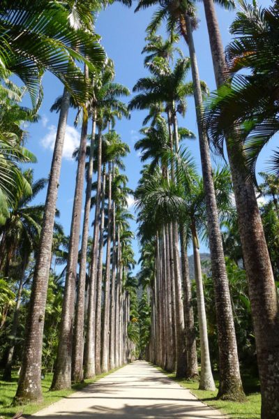 que-hacer-en-Río-en-3-dias-jardín-botánico